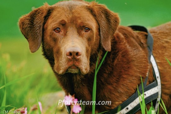 Labrador RetrieverTierheim, Tierschutz Labrador Retrieverim Tierheim - Avalon - verträglicher und sportlicher Rüde 