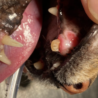 Hugo wurde unterernährt, dehydriert, geschwächt, mit Hüftbruch und abgebrochenen, eitrigen Zähnen gefunden - in einer aufwändigen Op wurde seine Hüfte wieder gerichtet