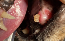 Hugo wurde unterernährt, dehydriert, geschwächt, mit Hüftbruch und abgebrochenen, eitrigen Zähnen gefunden - in einer aufwändigen Op wurde seine Hüfte wieder gerichtet