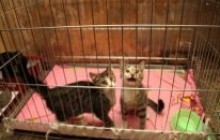 Misha und Linus wurden einfach zurückgelassen und mussten in einem kleinen Käfig leben!