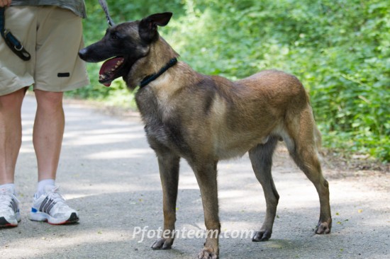Belgischer Schäferhund, MalinoisTierheim, Tierschutz Belgischer Schäferhund, Malinoisim Tierheim - Buggy