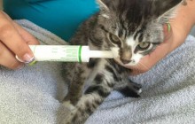 Aufruf beendet! - Kitten Kaya und Marie - dehydriert, verwurmt, verfloht, Milben, Fieber und Schnupfen - beiden mussten mehrmals zum Tierarzt