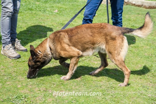 Belgischer Schäferhund, MalinoisTierheim, Tierschutz Belgischer Schäferhund, Malinoisim Tierheim - Brad
