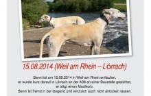 Benni in 79576 Weil am Rhein/ Lörrach entlaufen!! Wer hat den Hund gesehen, er trägt einen Maulkorb!