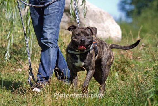American Staffordshire Terrier, MischlingTierheim, Tierschutz American Staffordshire Terrier, Mischlingim Tierheim - D-Tex