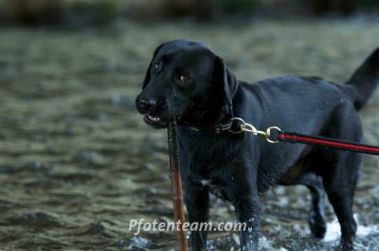 Labrador RetrieverTierheim, Tierschutz Labrador Retrieverim Tierheim - Booster