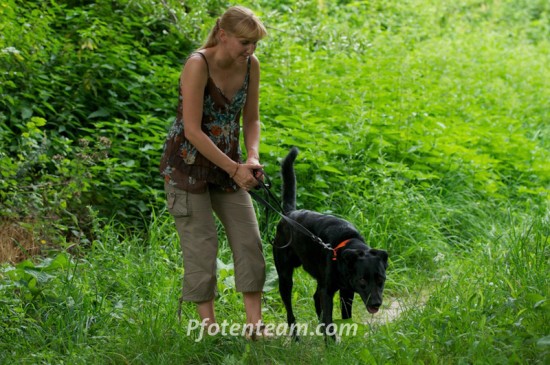 Labrador RetrieverTierheim, Tierschutz Labrador Retrieverim Tierheim - Aston