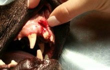 Aufruf beendet - Zahn-OP und Röntgen von Farouk