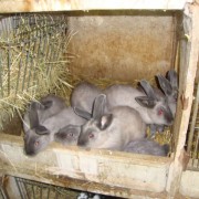 9 Hasen in einem kleinen Käfig