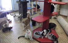 HILFE: Überfüllte Katzenzimmer im Tierheim !!!!