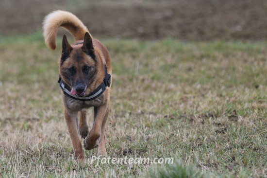 Belgischer Schäferhund, MalinoisTierheim, Tierschutz Belgischer Schäferhund, Malinoisim Tierheim - Boris