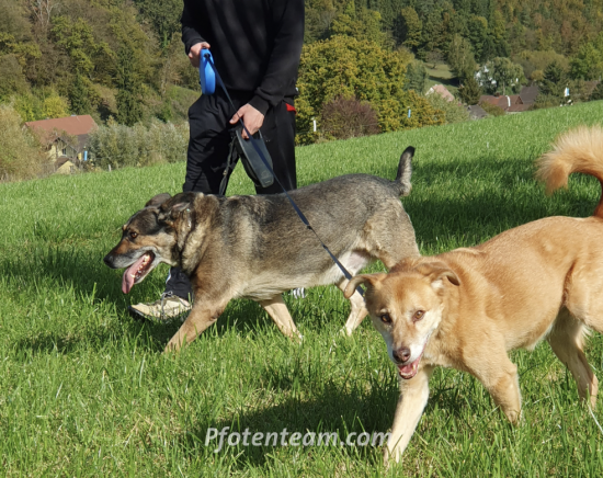 Schäferhund, MischlingTierheim, Tierschutz Schäferhund, Mischlingim Tierheim - Moby - sanfter Riese