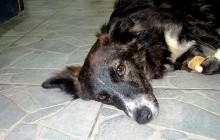 Die Deutsch-Bulgarische-Straßentier-Nothilfe braucht dingend Hilfe - 250 Hunde suchen ein neues Zuhause