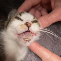 Kätzchen Millie: gebrochener Kiefer & Kinnabriss - damit hat das Katzenkind wochenlang unbemerkt gelebt