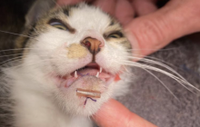 SPENDENAUFRUF BEENDET! - Kätzchen Millie: gebrochener Kiefer & Kinnabriss - damit hat das Katzenkind wochenlang unbemerkt gelebt