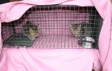 Der Kittenstrom reisst nicht ab - schon wieder zwei Bauernhofkitten in der Katzenfalle