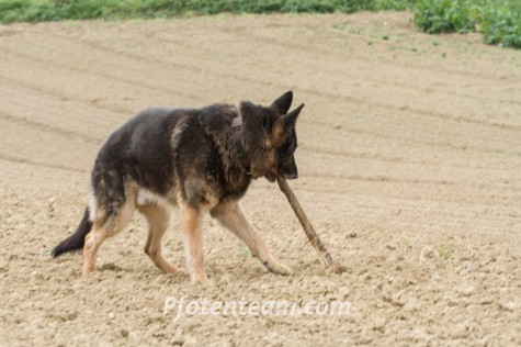Deutscher SchäferhundTierheim, Tierschutz Deutscher Schäferhundim Tierheim - Clif (verspielter Opa & Sprengstoffsuchhund))