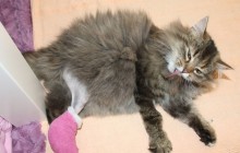 Die tapfere Mia hat ihre Operation gut überstanden und wir hoffen, dass sie ihr Beinchen in wenigen Wochen wieder belasten kann!