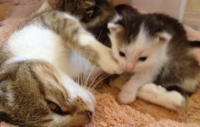 Und noch mehr Babykatzen: Tagebuch 3. Woche aus unserer dritten Kitten-Krabbelstube