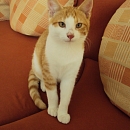 Milo