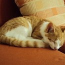 Milo