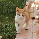 Milo