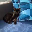 Aida