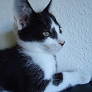 Jack