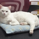 Saja