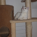 Saja