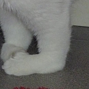 Saja