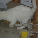 Saja
