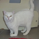 Saja