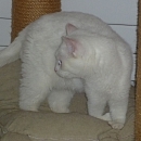 Saja