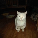 Saja