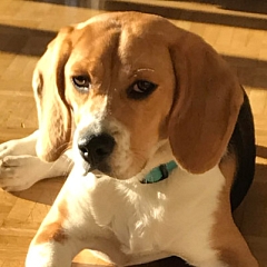Maya