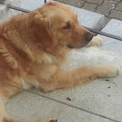 Junior