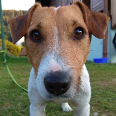 Milo