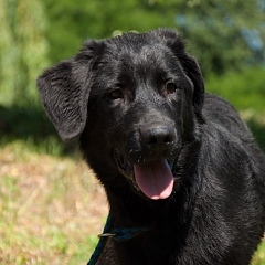 Onyx 2