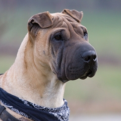 Scooby 2