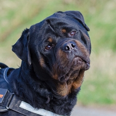 Blacky 2