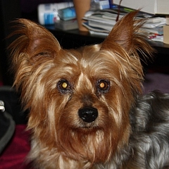 Ulka