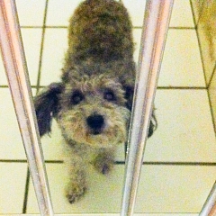Molly