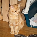 Figaro