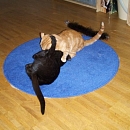 Figaro