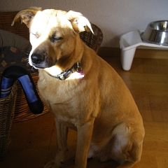 Snoopy/ Cane