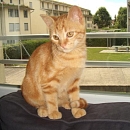 Figaro