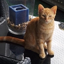 Figaro