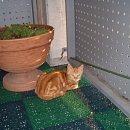 Figaro
