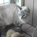 Melodie